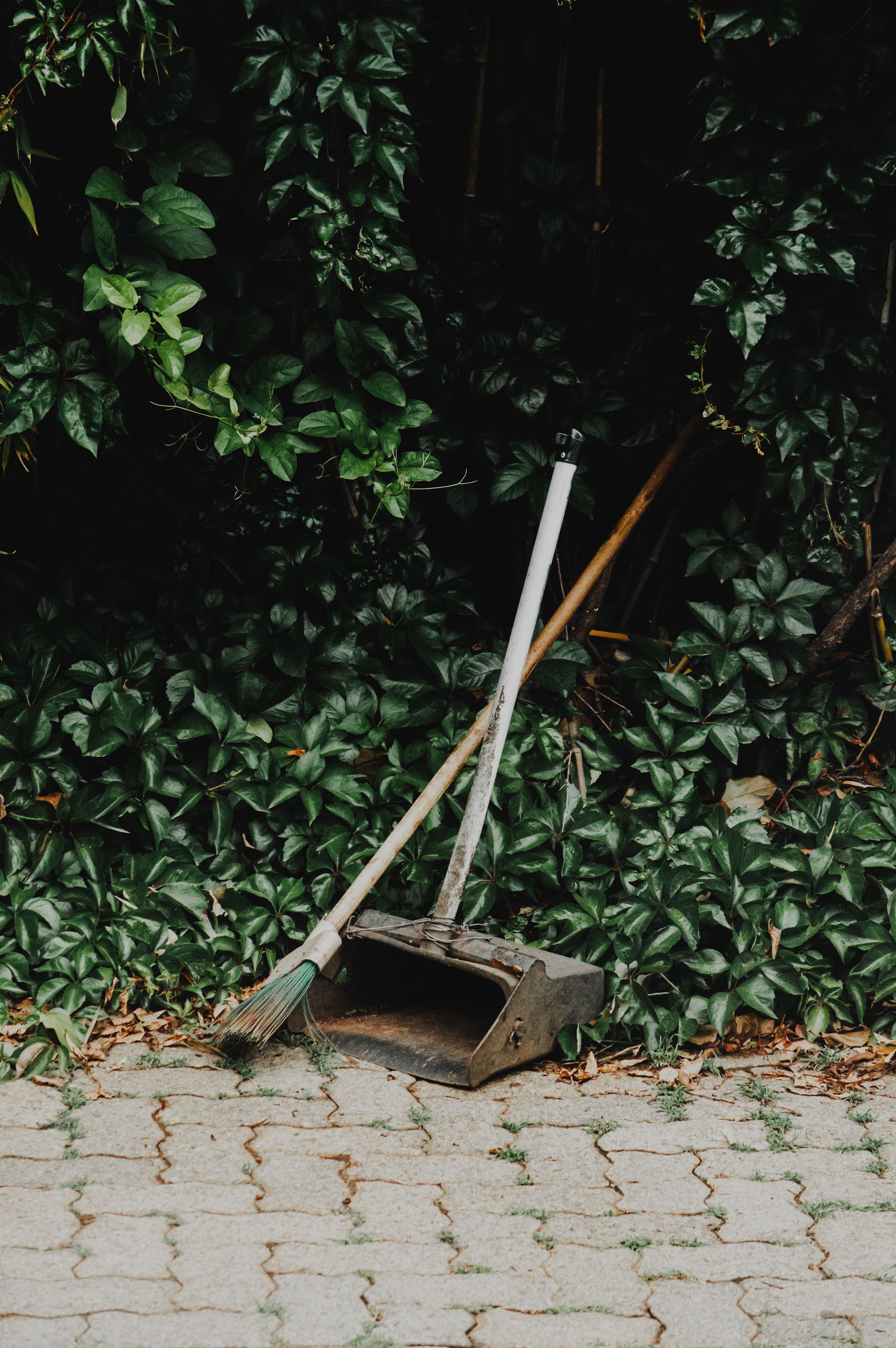 Broom and dustpan leaning against dense green foliage in a well-maintained garden area.
